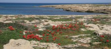 Dor HaBonim Beach Nature Reserve