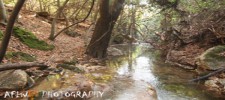 Amud Stream Nature Reserve